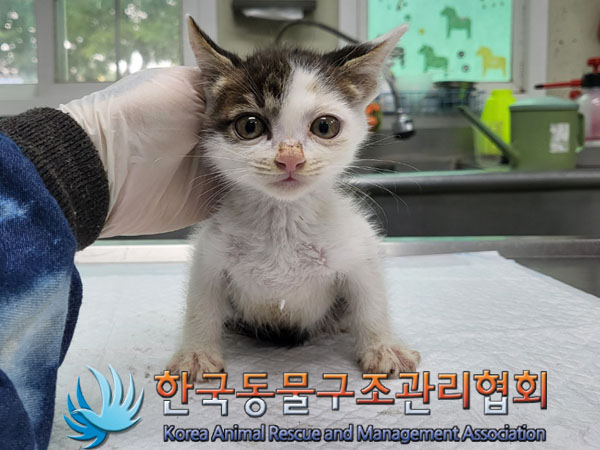 한국동물구조관리협회_411315202300421